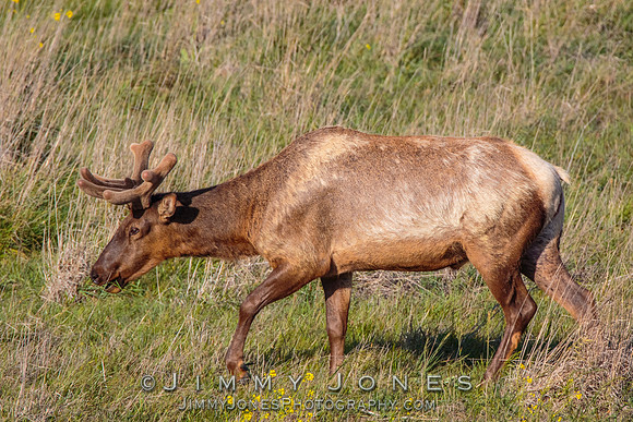 California Tule Elk