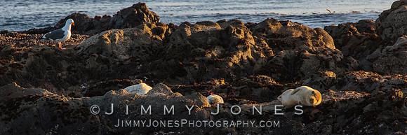 Harbor Seals w/ Western Gull