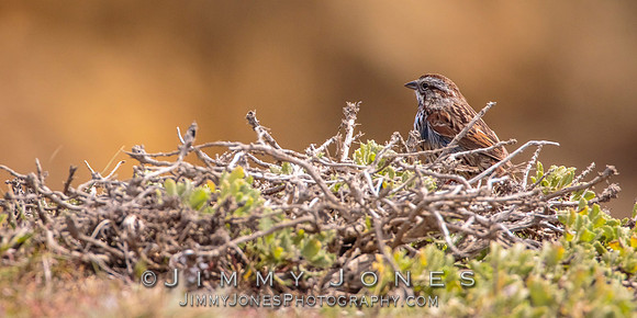 Song Sparrow
