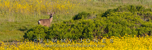 Mule Deer