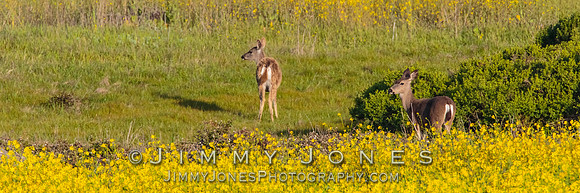 Mule Deer