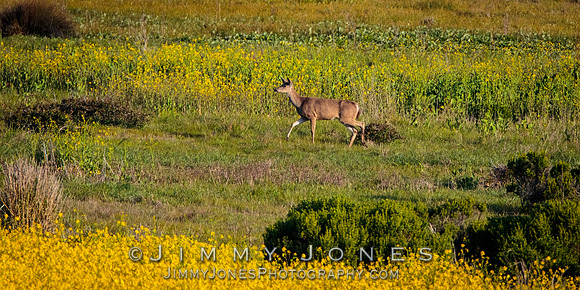 Mule Deer