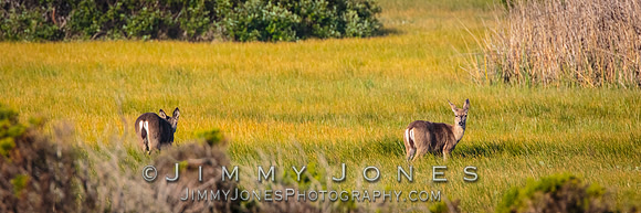 Mule Deer