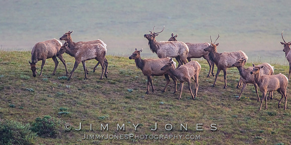 California Tule Elk