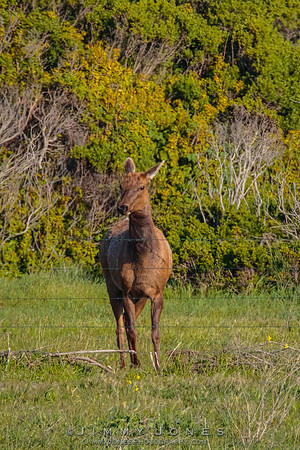 California Tule Elk