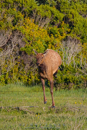California Tule Elk