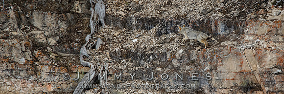 Coyote Running on Ledge