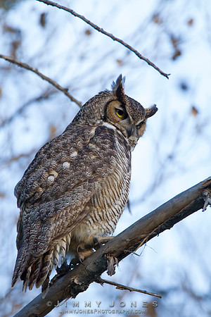 Great Horned Owl