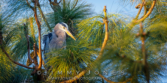 Great Blue Heron at nest