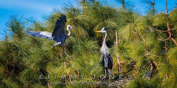 Great Blue Herons at nest