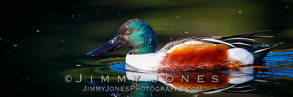 Northern Shoveler