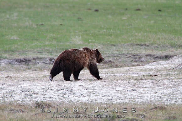 Grizzly Bear Boar