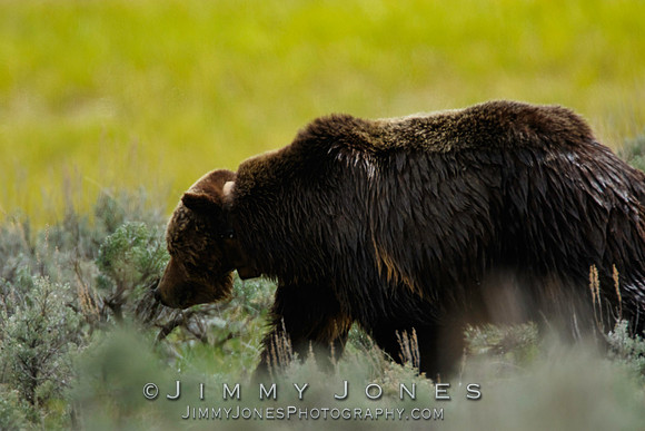 Scarface Grizzly