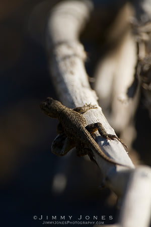 Western Fence Lizard