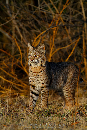 Bobcat
