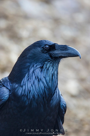 Raven