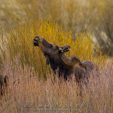 Moose
