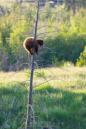 Cinnamon Black Bear ~ Holding on For Life