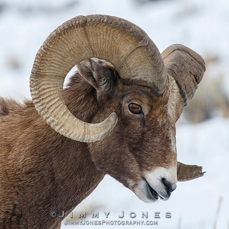 Big Horn
