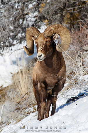 Big Horn