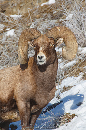 Big Horn