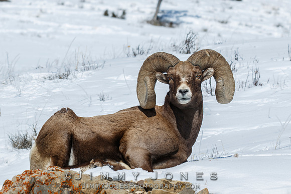 Big Horn