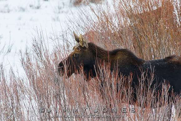 Moose