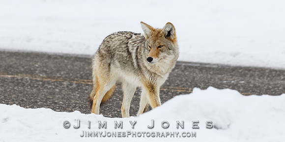 Coyote