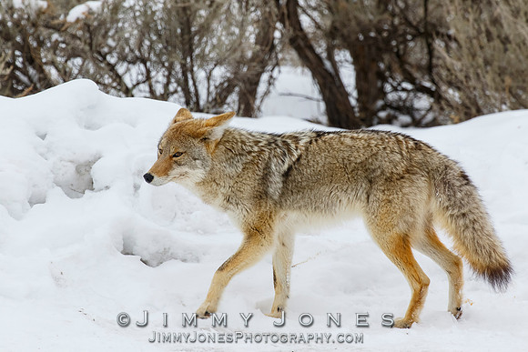 Coyote