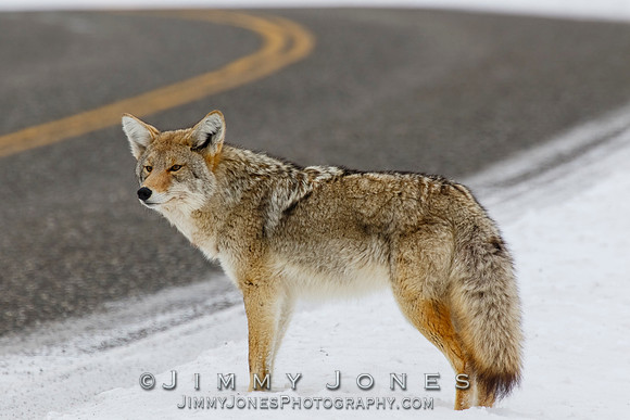 Coyote