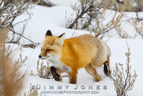 Red Fox