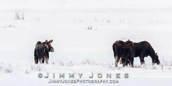 Moose