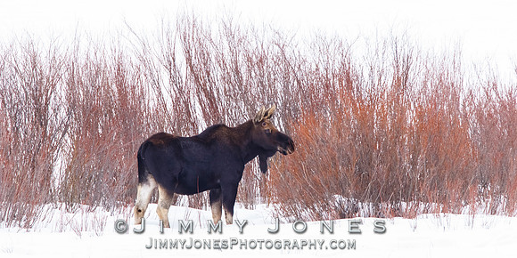 Moose