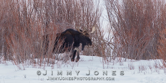 Moose
