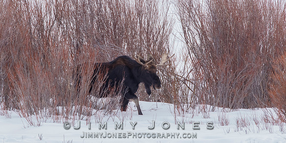 Moose