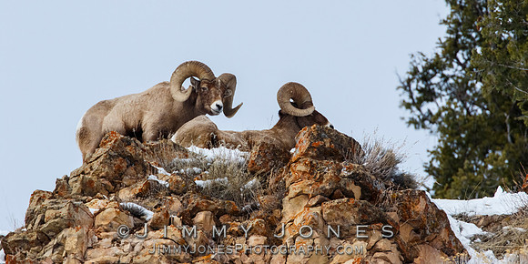 Big Horn