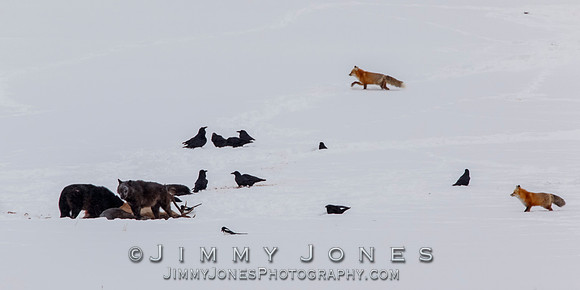 Lamar Canyon Wolves with Fox at Elk Kill