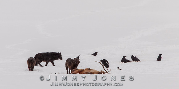 Lamar Canyon Wolves at Elk Kill