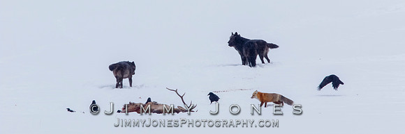 Lamar Canyon Wolves with Fox at Elk Kill