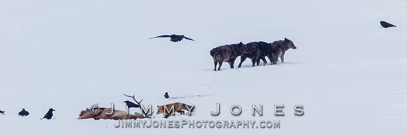 Lamar Canyon Wolves with Fox at Elk Kill