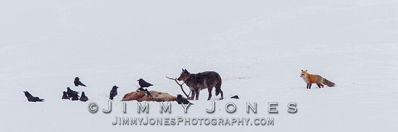 Lamar Canyon Wolf ~ 926f with Fox