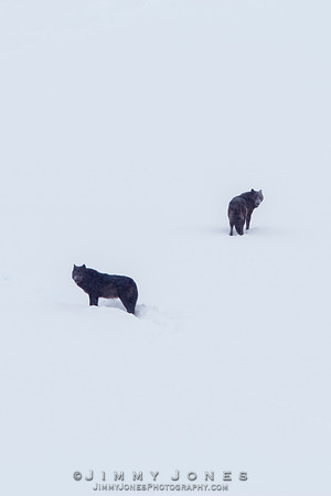 Lamar Canyon Wolves