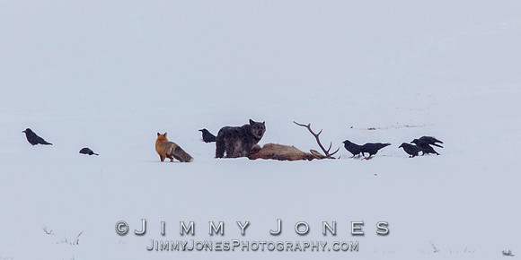 Lamar Canyon Wolf ~ 926f with Fox