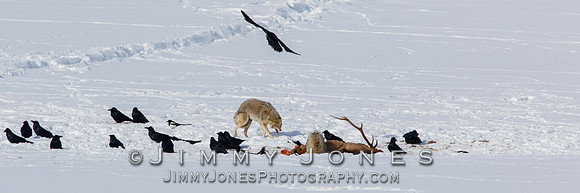 Coyotes at Elk Kill