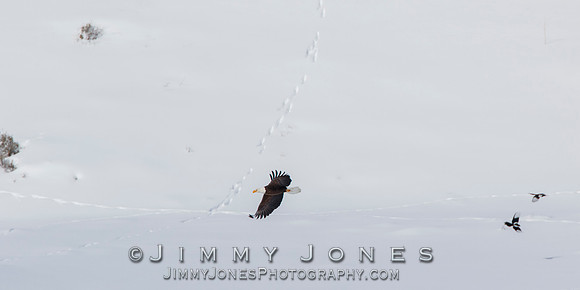 Bald Eagle in Flight