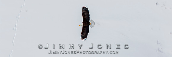Bald Eagle in Flight