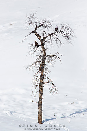 Bald Eagle with Golden Eagle