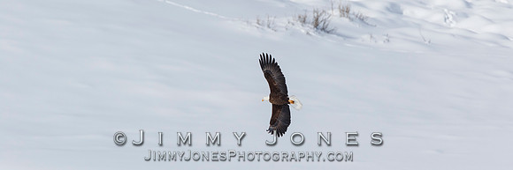 Bald Eagle in Flight