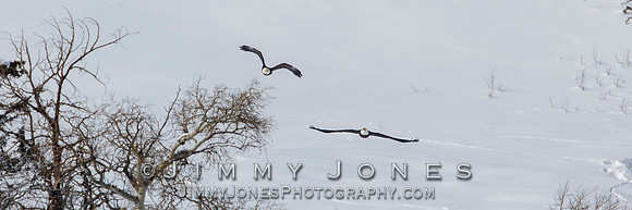 Bald Eagles in Flight