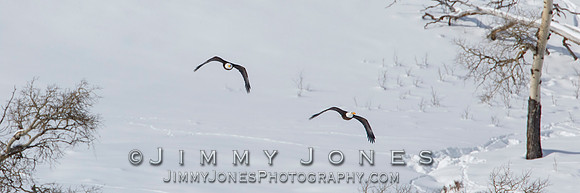 Bald Eagles in Flight